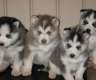 Reinrassiger Husky welpen